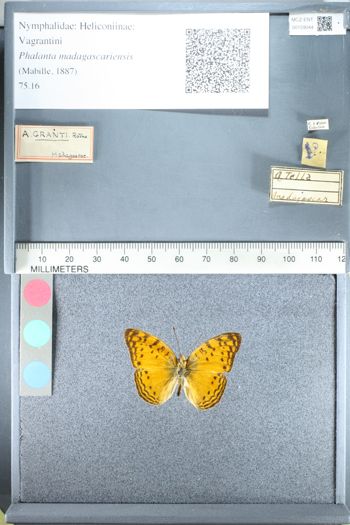 Media type: image;   Entomology 159044